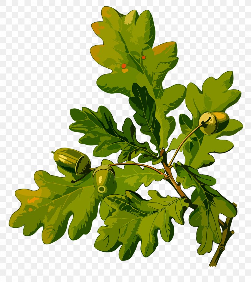 English Oak Köhler's Medicinal Plants Acorn Botanical Illustration Clip Art, PNG, 1139x1280px, English Oak, Acorn, Beech Family, Botanical Illustration, Botany Download Free