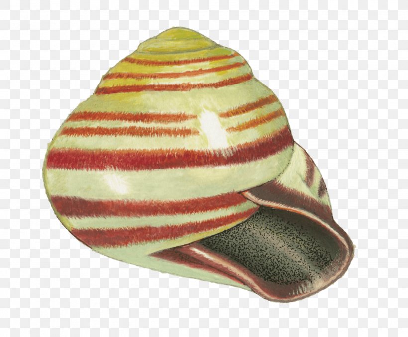 Grove Snail Snail Racing La Salamandre Tentacle, PNG, 1450x1200px, Grove Snail, Cap, Conch, Hat, Headgear Download Free