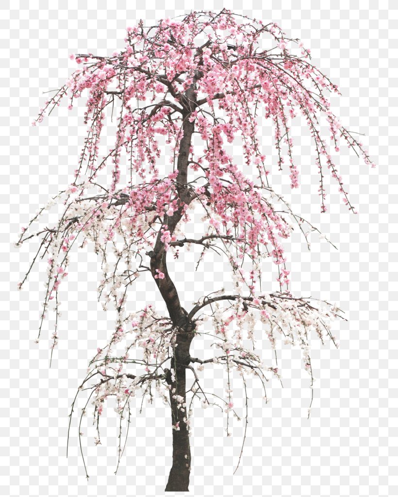 Tree Peach Cherry Trunk, PNG, 766x1024px, Tree, Blossom, Branch, Cherry, Cherry Blossom Download Free
