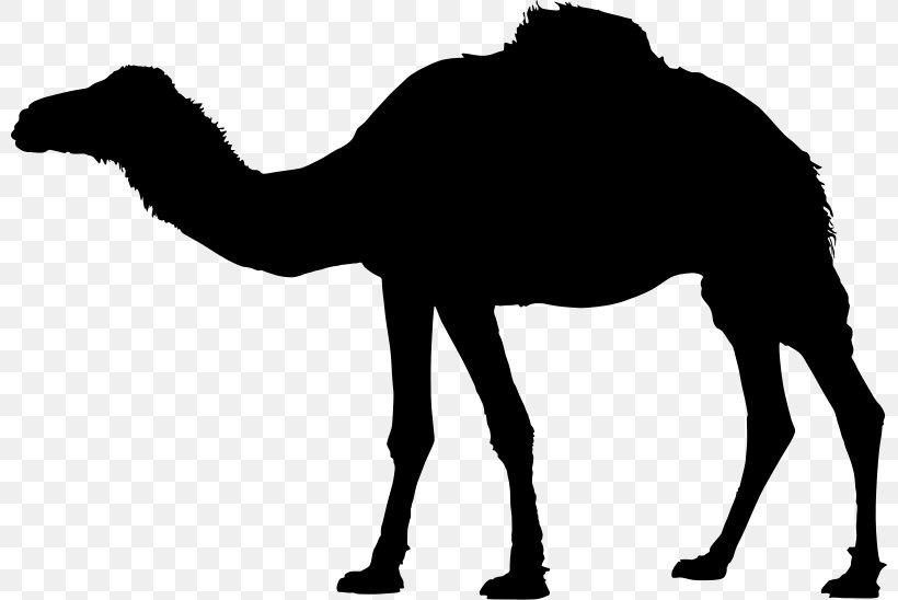 Bactrian Camel Dromedary Silhouette Clip Art, PNG, 800x548px, Bactrian Camel, Arabian Camel, Black And White, Camel, Camel Like Mammal Download Free