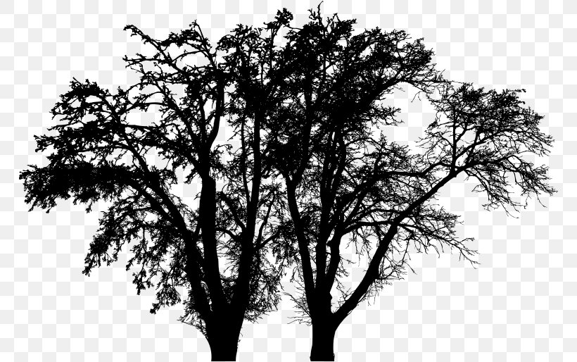 Branch Tree Woody Plant English Oak Clip Art, PNG, 766x514px, Branch, Black And White, English Oak, Leaf, Monochrome Download Free