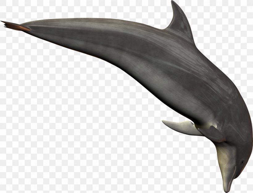 Common Bottlenose Dolphin Short-beaked Common Dolphin Rough-toothed Dolphin, PNG, 1903x1459px, Common Bottlenose Dolphin, Atlantic Spotted Dolphin, Bottlenose Dolphin, Common Dolphin, Dolphin Download Free