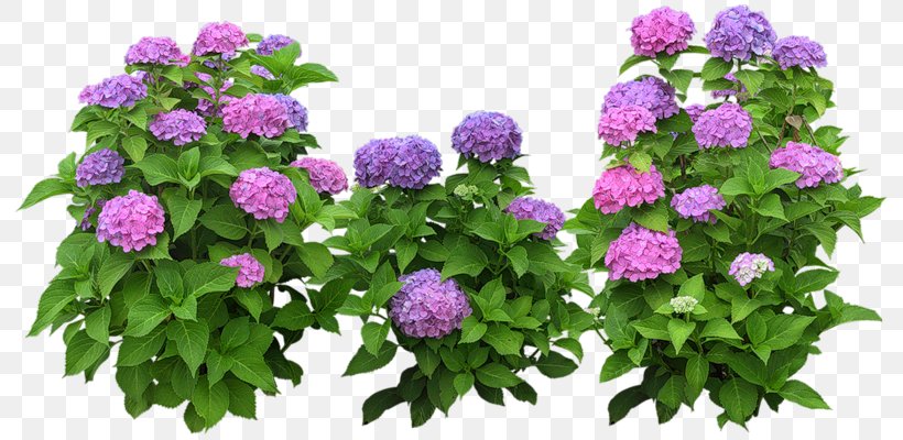 Download, PNG, 800x400px, Shrub, Annual Plant, Flower, Flower Garden, Flowering Plant Download Free