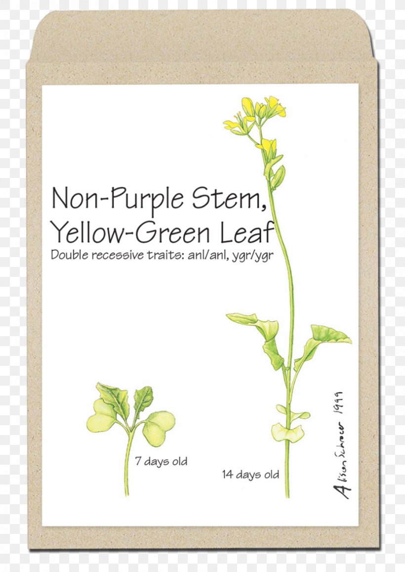 Rapeseed Plant Stem Leaf Green Yellow, PNG, 930x1313px, Rapeseed, Brassica Rapa, Cabbages, Flora, Flower Download Free