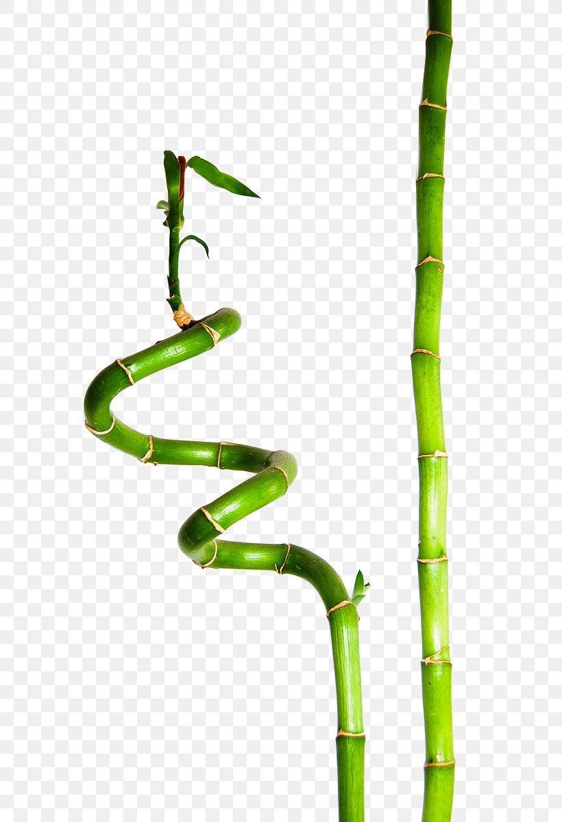 Lucky Bamboo Plant Sustainable Clothing Bamboe, PNG, 803x1200px, Bamboo, Bamboe, Bamboo Massage, Green, Lucky Bamboo Download Free