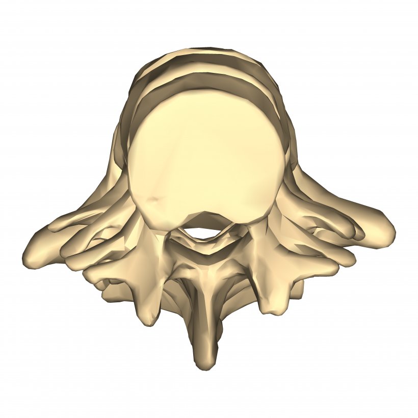 Nose Jaw Skull Ear Cartoon, PNG, 4500x4500px, Nose, Bone, Cartoon, Ear, Head Download Free
