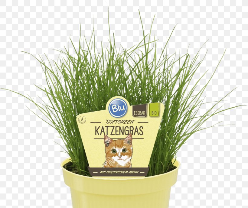 Organic Food Salvia Elegans Wheatgrass Herb Embryophyta, PNG, 870x731px, Organic Food, Commodity, Embryophyta, Flowerpot, Grass Download Free