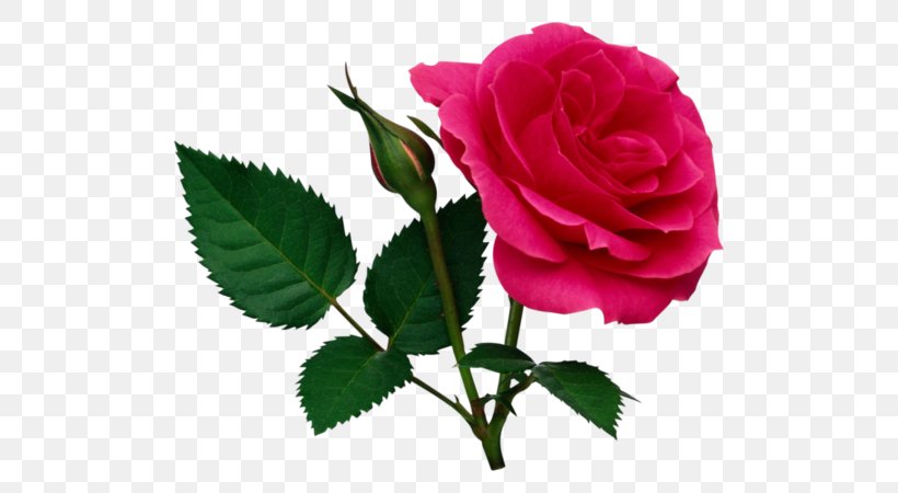 Rose Clip Art, PNG, 600x450px, Rose, Color, Cut Flowers, Floribunda, Flower Download Free