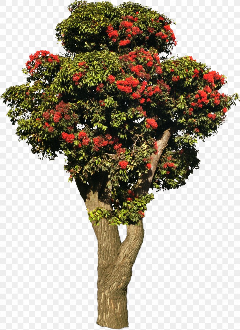 Tree Flowering Plant Flowering Plant Magnolia, PNG, 1196x1640px, Tree, Chrysanths, Cordyline Indivisa, Corylus Colurna, Cut Flowers Download Free