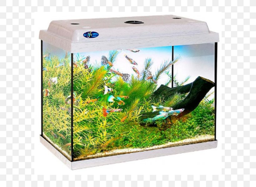 Aquarium Ornamental Fish Goldfish Bettas Terrarium, PNG, 600x600px, Aquarium, Anabantoidei, Aquarium Decor, Aquarium Lighting, Aquatic Plant Download Free