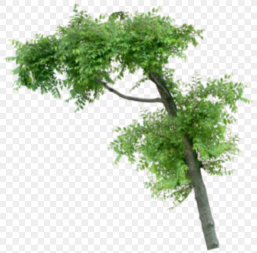 Houseplant Flowerpot Tree Subclass, PNG, 1418x1397px, Houseplant, Branch, Flowerpot, Leaf, Plant Download Free
