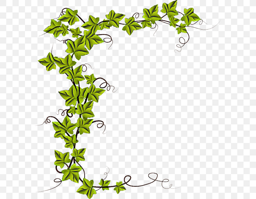 Vine, PNG, 598x640px, Vine, Common Ivy, Drawing, Ivy, Liana Download Free