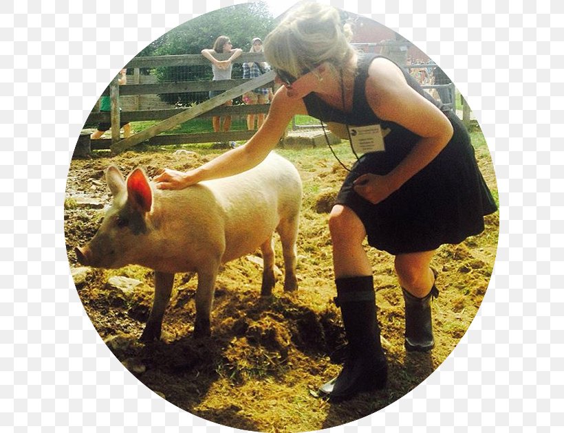 Domestic Pig Animal Sanctuary The Greatness Of A Nation Can Be Judged By The Way Its Animals Are Treated., PNG, 633x630px, Domestic Pig, Animal, Animal Sanctuary, Com, Livestock Download Free