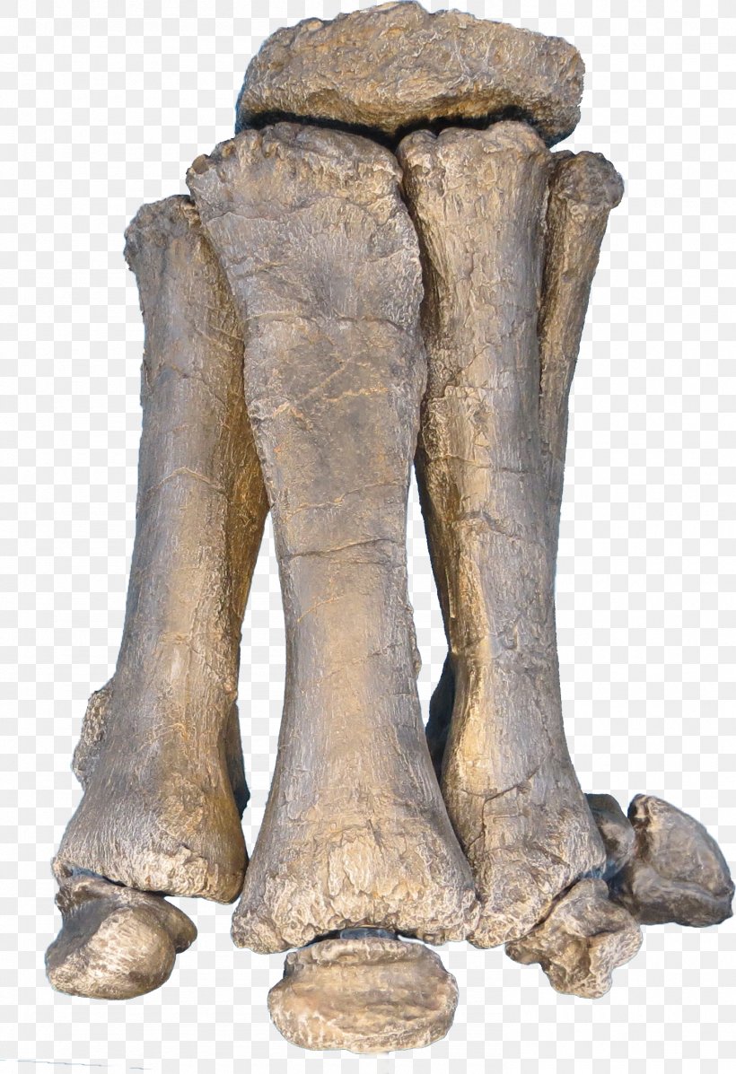 Brachiosaurus Apatosaurus Foot Sauropoda Dinosaur, PNG, 1485x2169px, Brachiosaurus, Apatosaurus, Artifact, Bone, Classical Sculpture Download Free