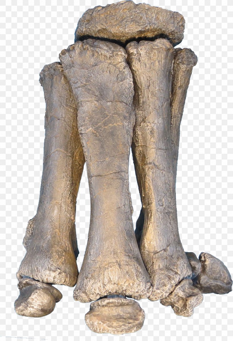 brontosaurus foot