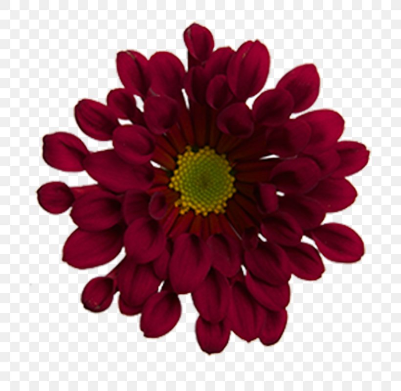 Chrysanthemum Transvaal Daisy Cut Flowers Dahlia Magenta, PNG, 800x800px, Chrysanthemum, Annual Plant, Chrysanths, Cut Flowers, Dahlia Download Free