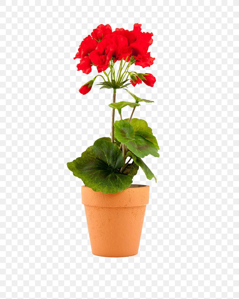 Flowerpot Geraniums Stock Photography Stock.xchng, PNG, 683x1024px, Flowerpot, Bud, Cranesbill, Flower, Flowering Plant Download Free