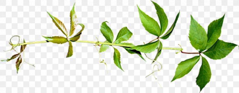 Herbaceous Plant Vine Leaf, PNG, 824x322px, Plant, Branch, Grass, Grass Family, Herbaceous Plant Download Free