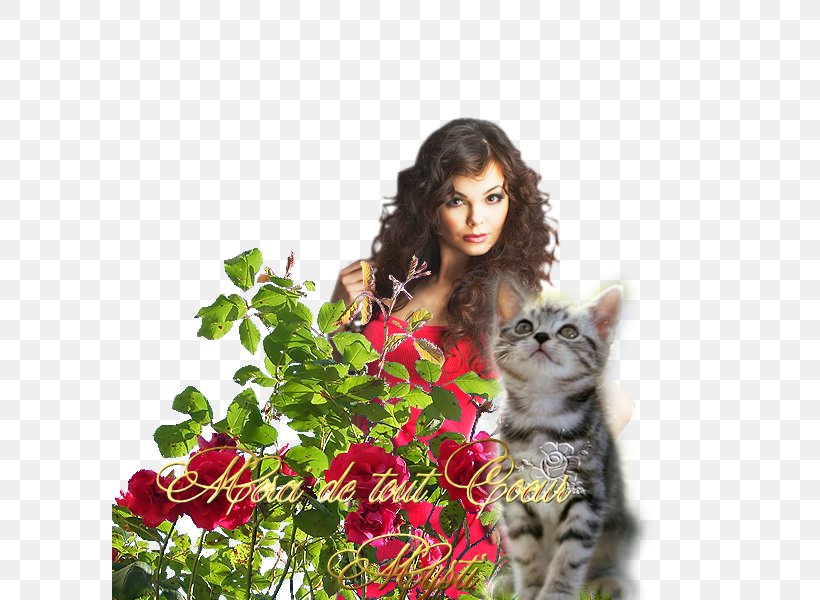 Kitten Sony Interactive Entertainment Decal Flower Mouse Mats, PNG, 600x600px, Kitten, At Home, Decal, Directattached Storage, Flower Download Free