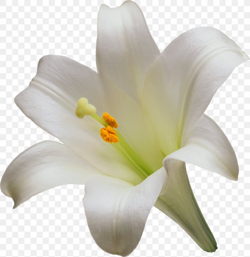 Lilium Candidum Easter Lily Artificial Flower Garden Lilies, PNG, 1555x1600px, Lilium Candidum, Artificial Flower, Arumlily, Color, Cut Flowers Download Free