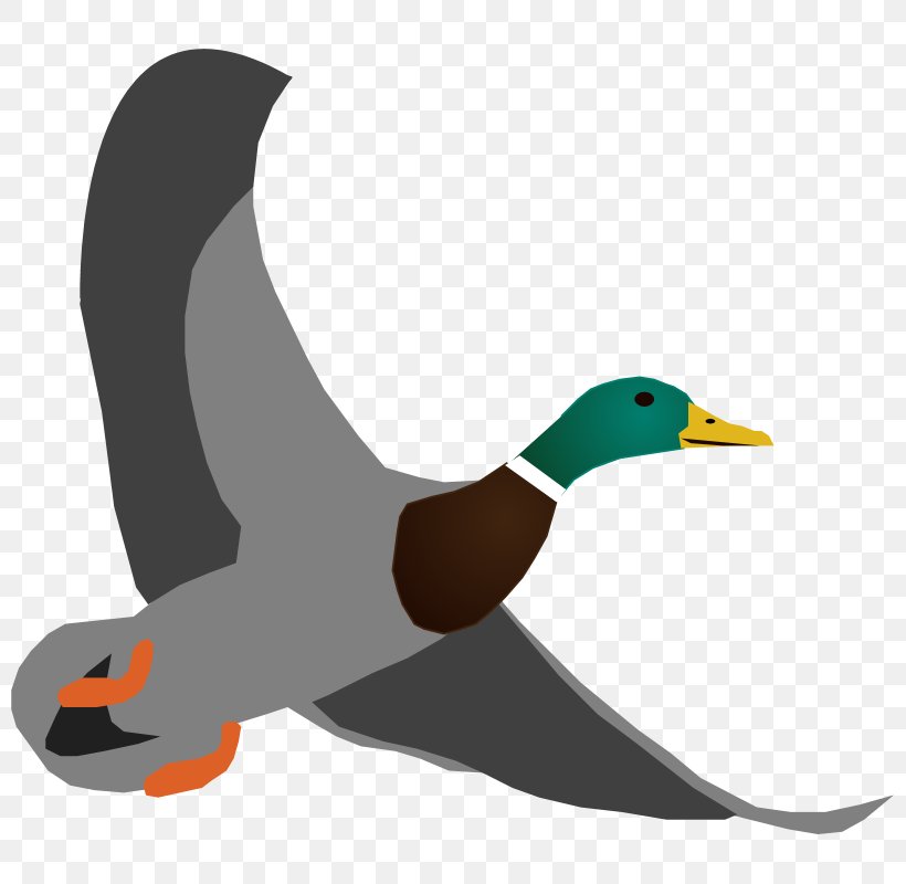 Mallard Duck Flightless Bird Beak, PNG, 800x800px, Mallard, Beak, Bird, Duck, Ducks Geese And Swans Download Free
