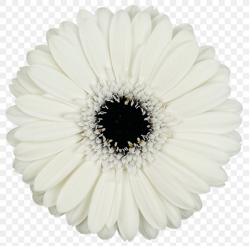 Transvaal Daisy Cut Flowers Petal, PNG, 1100x1088px, Transvaal Daisy, Black And White, Cut Flowers, Daisy, Daisy Family Download Free
