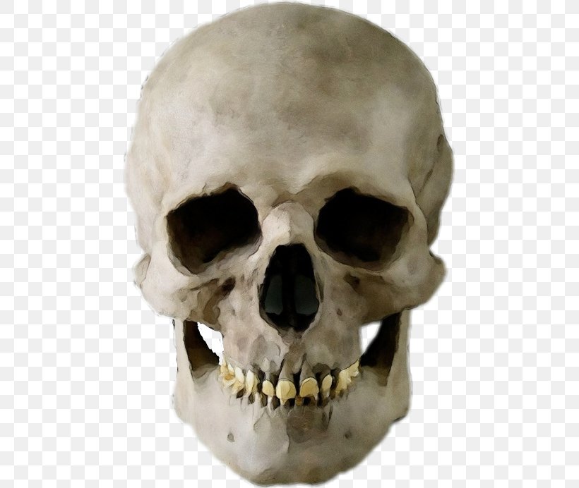 Bone Skull Skeleton Head Jaw, PNG, 471x692px, Watercolor, Anthropology, Bone, Forehead, Head Download Free