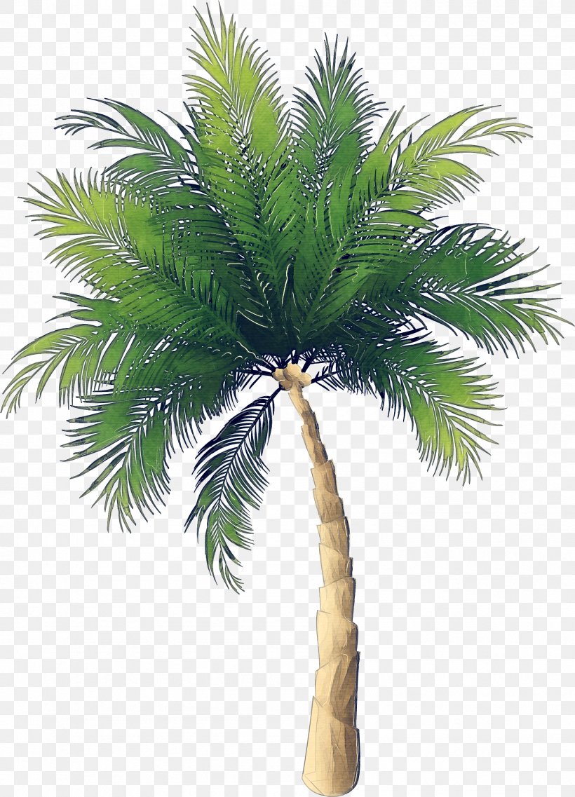 Palm Tree, PNG, 1901x2638px, Tree, Arecales, Borassus Flabellifer, Desert Palm, Elaeis Download Free
