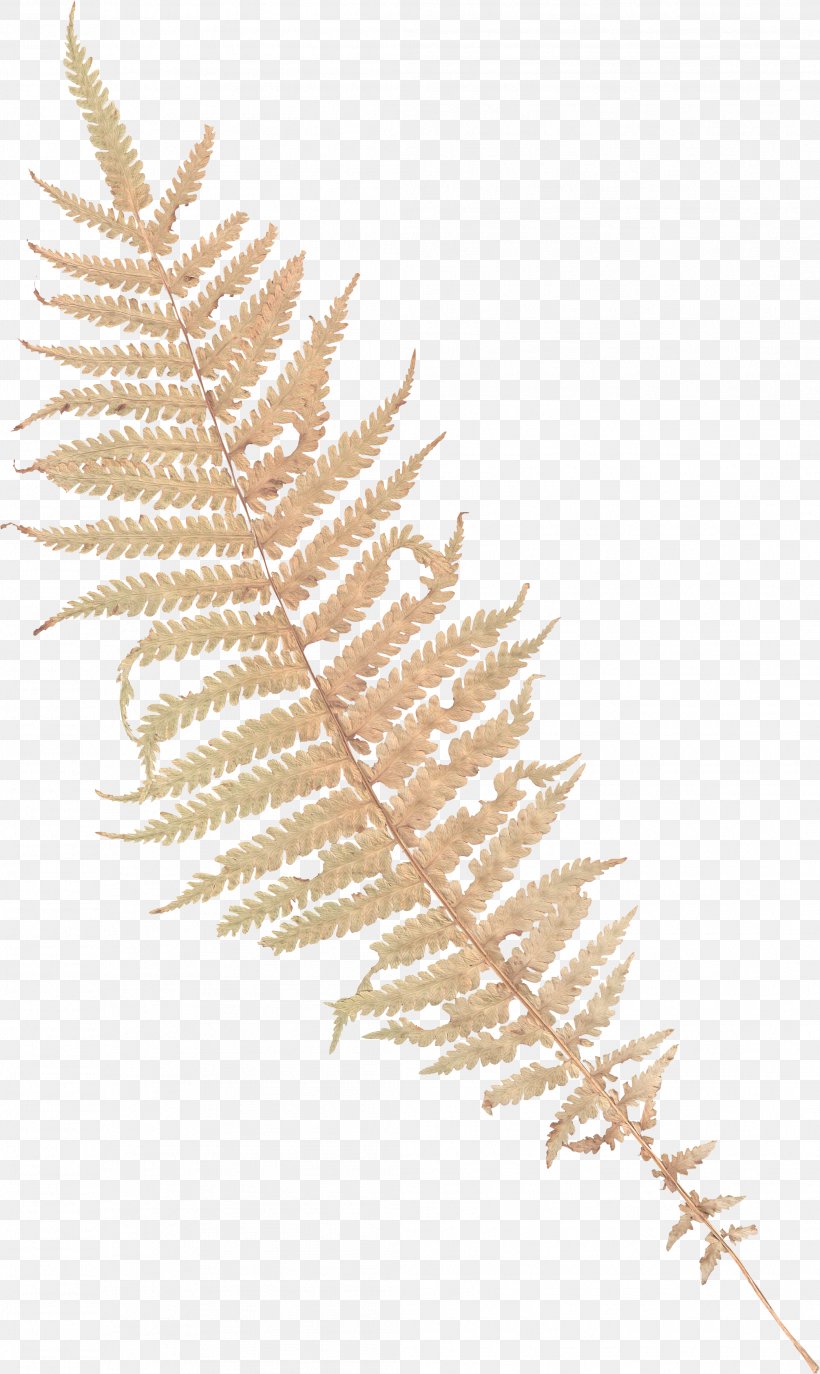 Clip Art Vascular Plant Plants Photography, PNG, 2089x3502px, Vascular Plant, Animal, Branch, Brown, Color Download Free