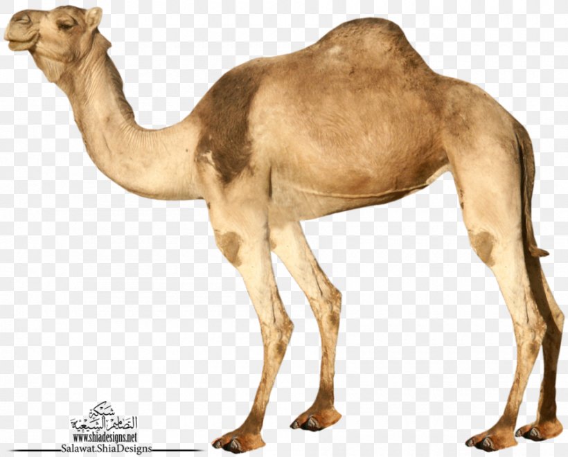 Wild Bactrian Camel Dromedary Australian Feral Camel, PNG, 900x725px, Bactrian Camel, Arabian Camel, Camel, Camel Like Mammal, Display Resolution Download Free