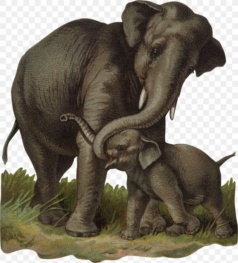 African Bush Elephant Indian Elephant Calf, PNG, 1868x2070px, African Bush Elephant, African Elephant, Animal, Asian Elephant, Calf Download Free