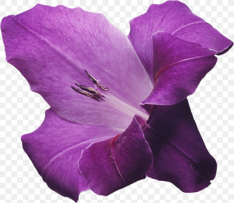 Flower Gladiolus Violet Lilac Clip Art, PNG, 1200x1041px, Flower, Color, Flowering Plant, Garden Roses, Gladiolus Download Free