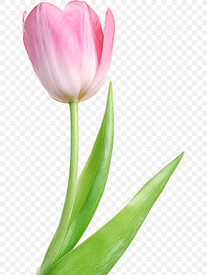 Flower Petal Tulip Plant Tulipa Humilis, PNG, 645x1092px, Flower, Bud, Cut Flowers, Lily Family, Pedicel Download Free