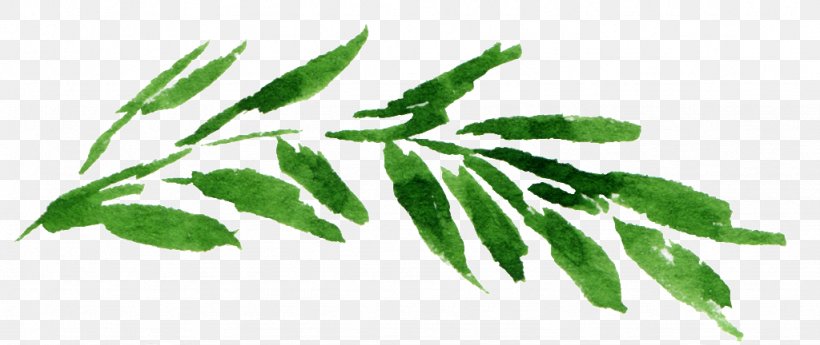 Watercolor Painting Image Leaf, PNG, 1024x432px, Watercolor Painting, Art, Botany, Branch, Drawing Download Free