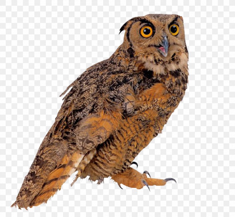 Bird True Owl Clip Art, PNG, 2320x2143px, Bird, Beak, Bird Of Prey, Digital Image, Fauna Download Free