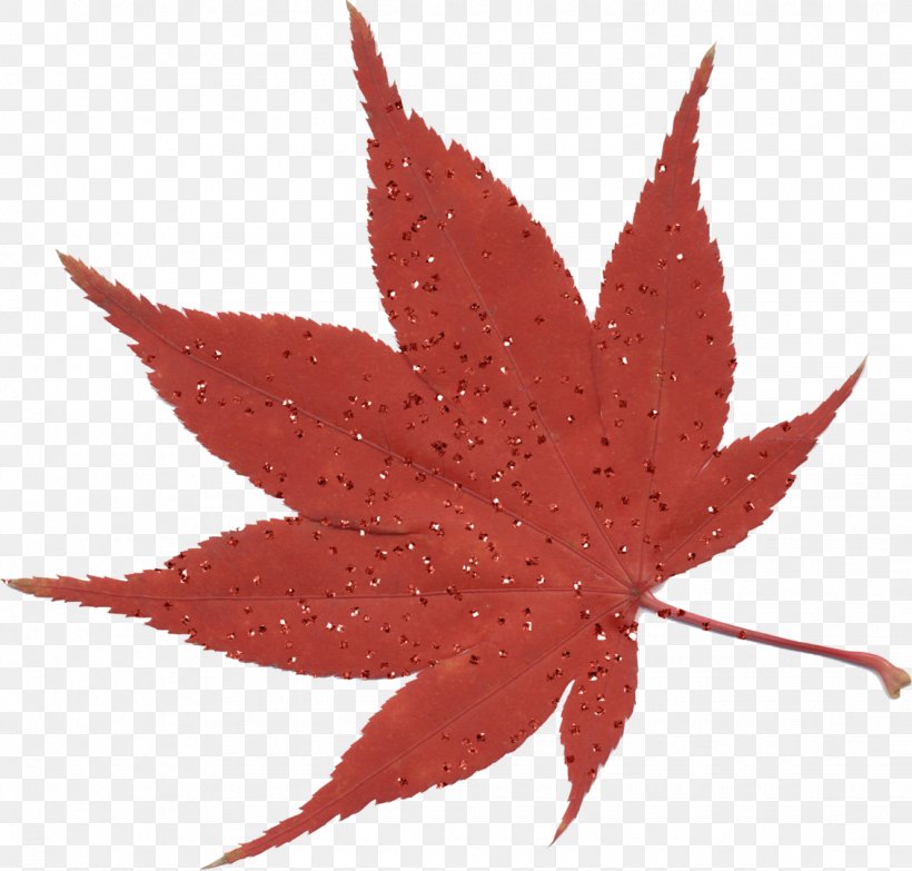 Maple Leaf Japanese Maple, PNG, 1130x1080px, Maple Leaf, Japanese Maple, Leaf, Maple, Plant Download Free