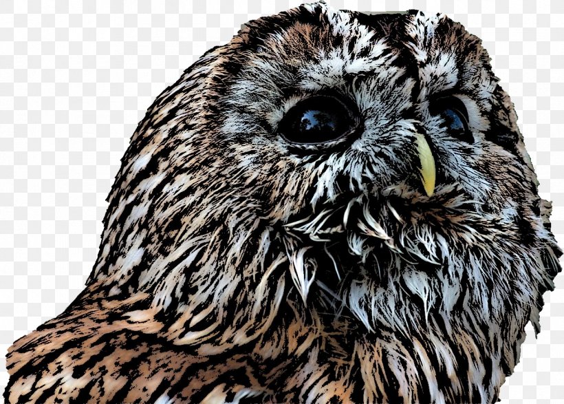 Tawny Owl Beak Snout, PNG, 1265x907px, Owl, Beak, Bird, Bird Of Prey, Fauna Download Free