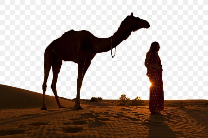 Thar Desert Bactrian Camel Silhouette Sunset, PNG, 1100x733px, Thar Desert, Arabian Camel, Bactrian Camel, Camel, Camel Like Mammal Download Free