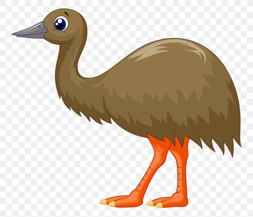 Vector Graphics Fauna Of Australia Stock Photography Clip Art, PNG, 800x702px, Australia, Animal, Beak, Bird, Cassowary Download Free