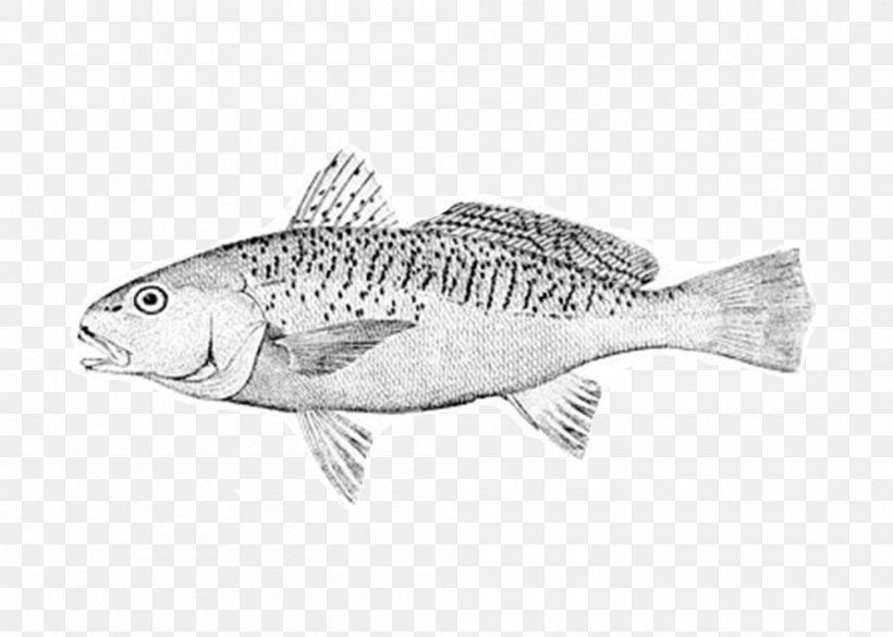 Atlantic Croaker Bony Fishes Perch-like Fishes Leiostomus, PNG, 1000x714px, Atlantic Croaker, Bass, Black Drum, Bony Fishes, Bonyfish Download Free