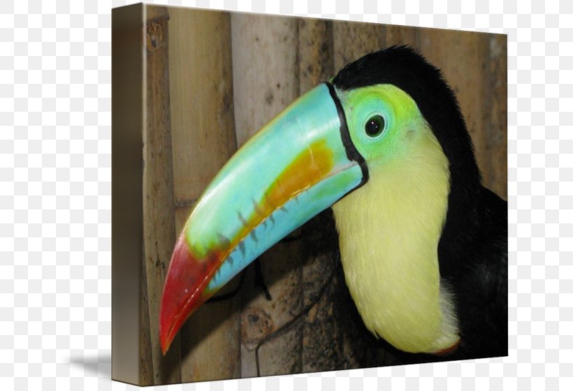 Bird Toucan Piciformes Beak Fauna, PNG, 650x560px, Bird, Beak, Fauna, Piciformes, Toucan Download Free