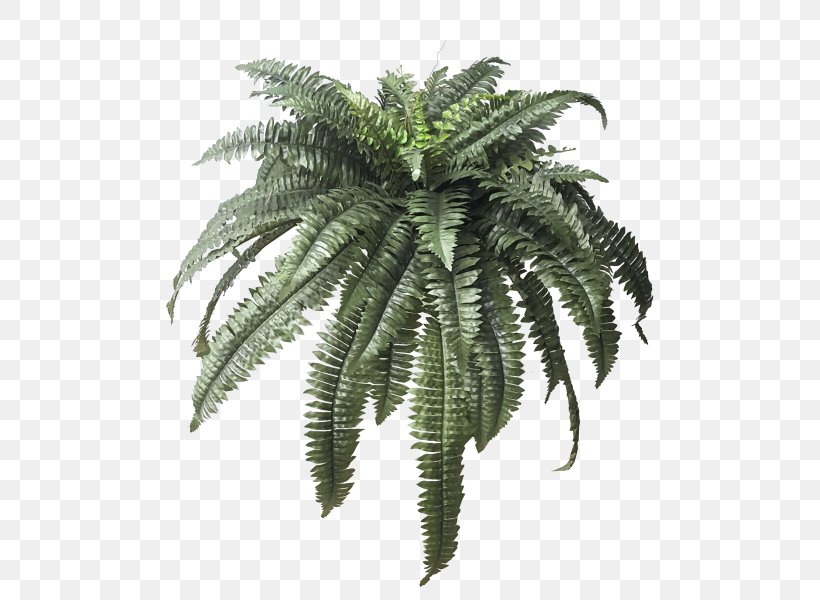 Maidenhair Fern Leaf Plant Arecaceae, PNG, 800x600px, Fern, Arecaceae, Arecales, Boston, Color Download Free