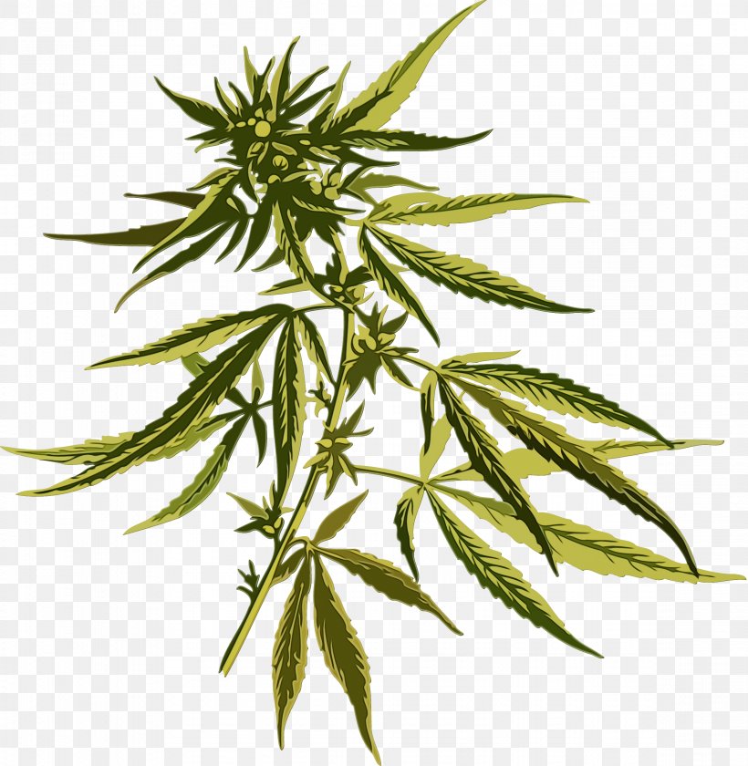 Cannabis Leaf Background, PNG, 2341x2400px, Watercolor, Cannabidiol, Cannabis, Cannabis Cultivation, Cannabis Industry Download Free