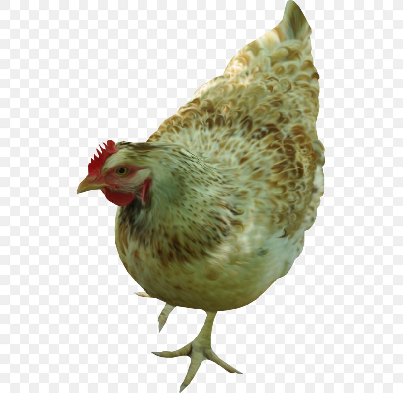 Rooster Plymouth Rock Chicken Clip Art, PNG, 505x800px, Rooster, Animal, Art, Beak, Bird Download Free