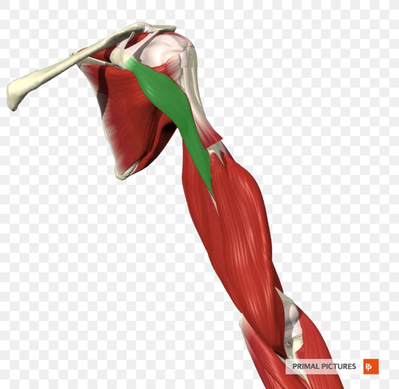 Shoulder Plant, PNG, 800x800px, Shoulder, Arm, Human Leg, Joint, Muscle Download Free