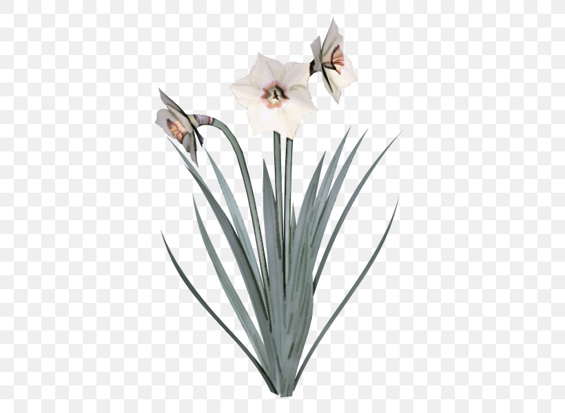 Wild Daffodil Bunch-flowered Daffodil Flower Cut Flowers Vase, PNG, 600x600px, Wild Daffodil, Bunchflowered Daffodil, Cut Flowers, Daffodil, Flower Download Free