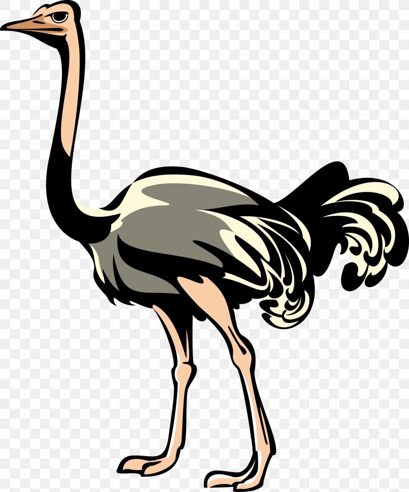 Common Ostrich Bird Clip Art, PNG, 3000x3611px, Common Ostrich, Art, Beak, Bird, Chicken Download Free