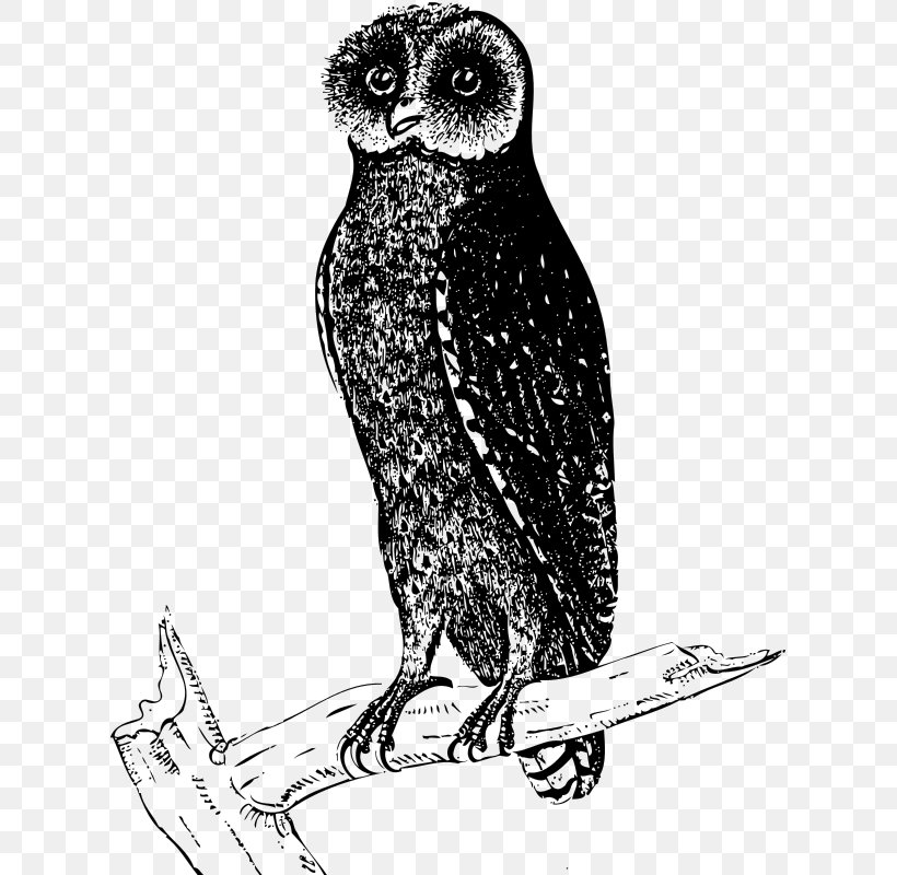 Great Grey Owl Bird Beak Clip Art, PNG, 617x800px, Great Grey Owl, Art, Beak, Bird, Bird Of Prey Download Free