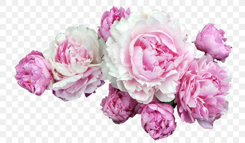 Peony Clip Art Pink Flowers Desktop Wallpaper, PNG, 774x480px, Peony, Artificial Flower, Chinese Peony, Cut Flowers, Floral Design Download Free