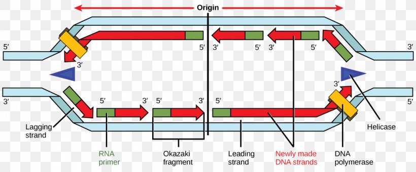 DNA Replication DNA Polymerase Primase Okazaki Fragments, PNG, 1044x433px, Dna Replication, Area, Diagram, Directionality, Dna Download Free